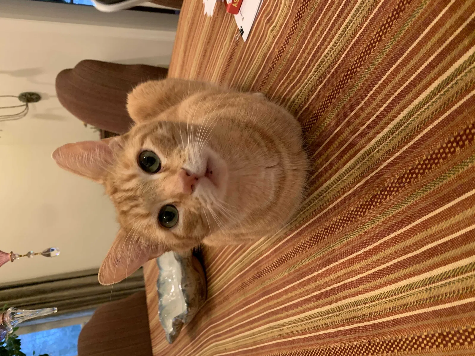 Lost cat in Memphis, TN, 38120