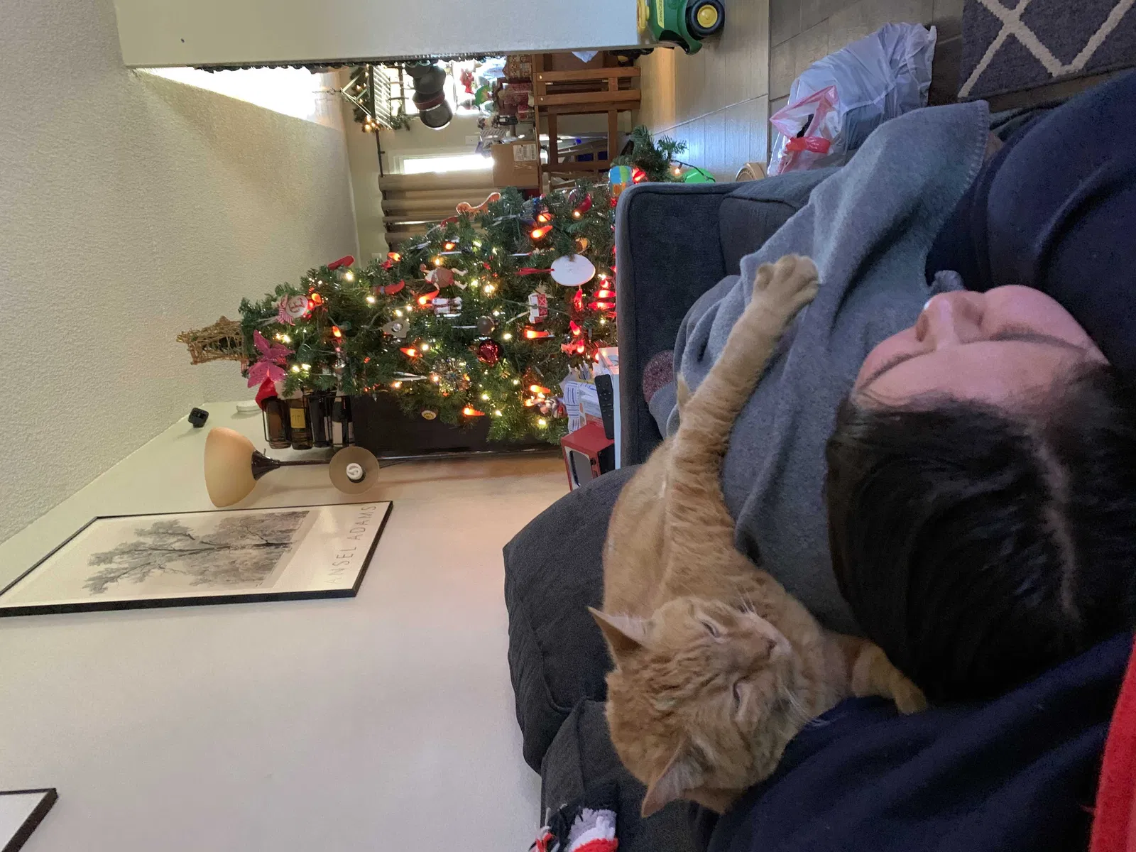 Lost cat in Chandler, AZ, 85226