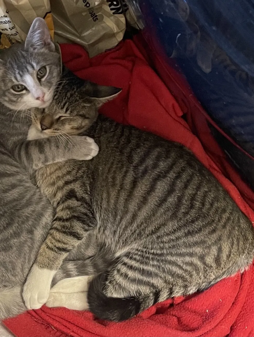Lost cat in Windsor, CO, 80550