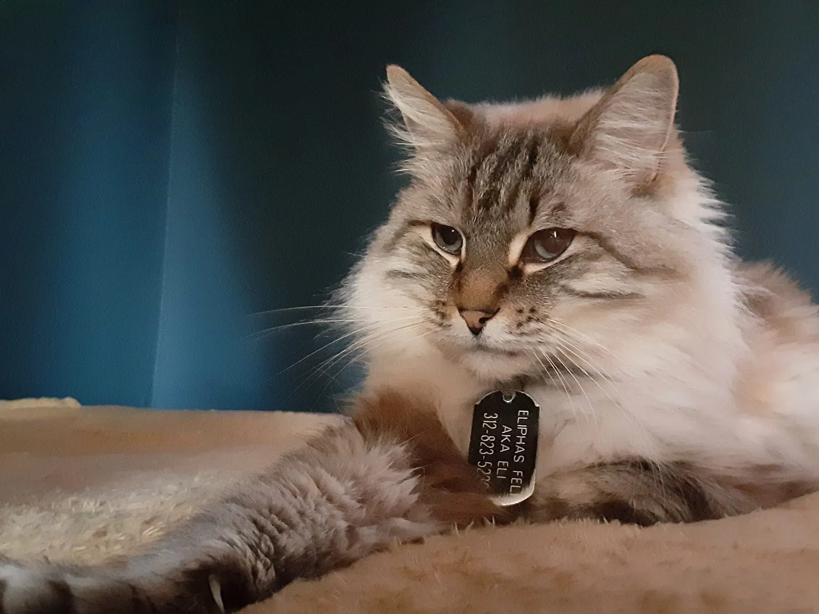Lost cat in Chicago, IL, 60622