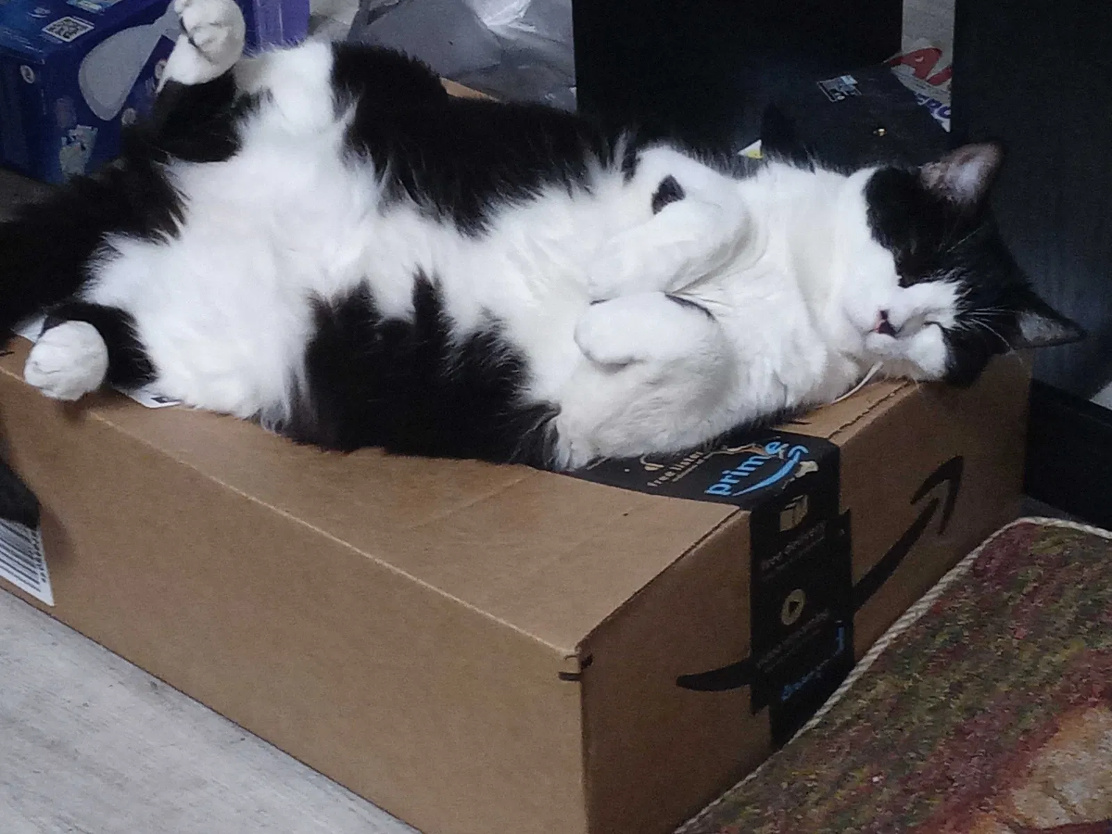 Lost cat in Lake City, FL, 32025