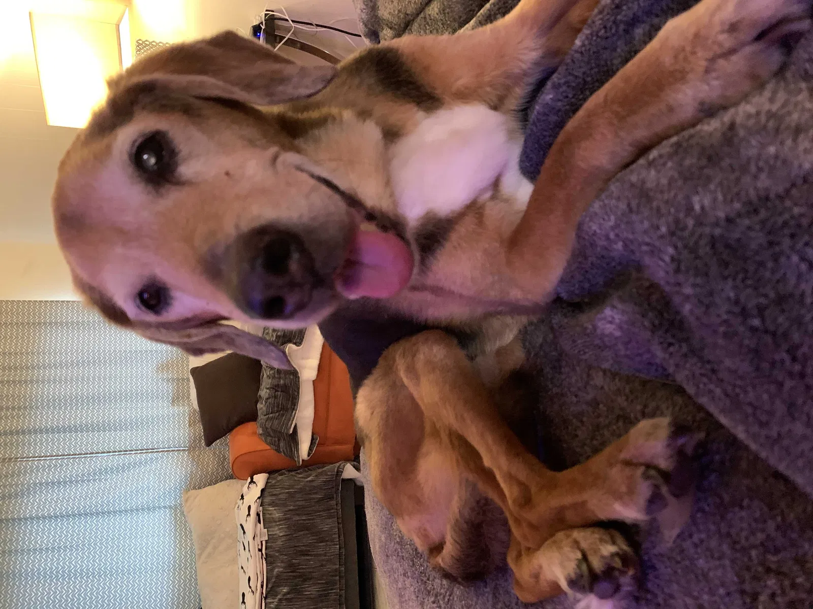 Lost dog in Sebastian, FL, 32976