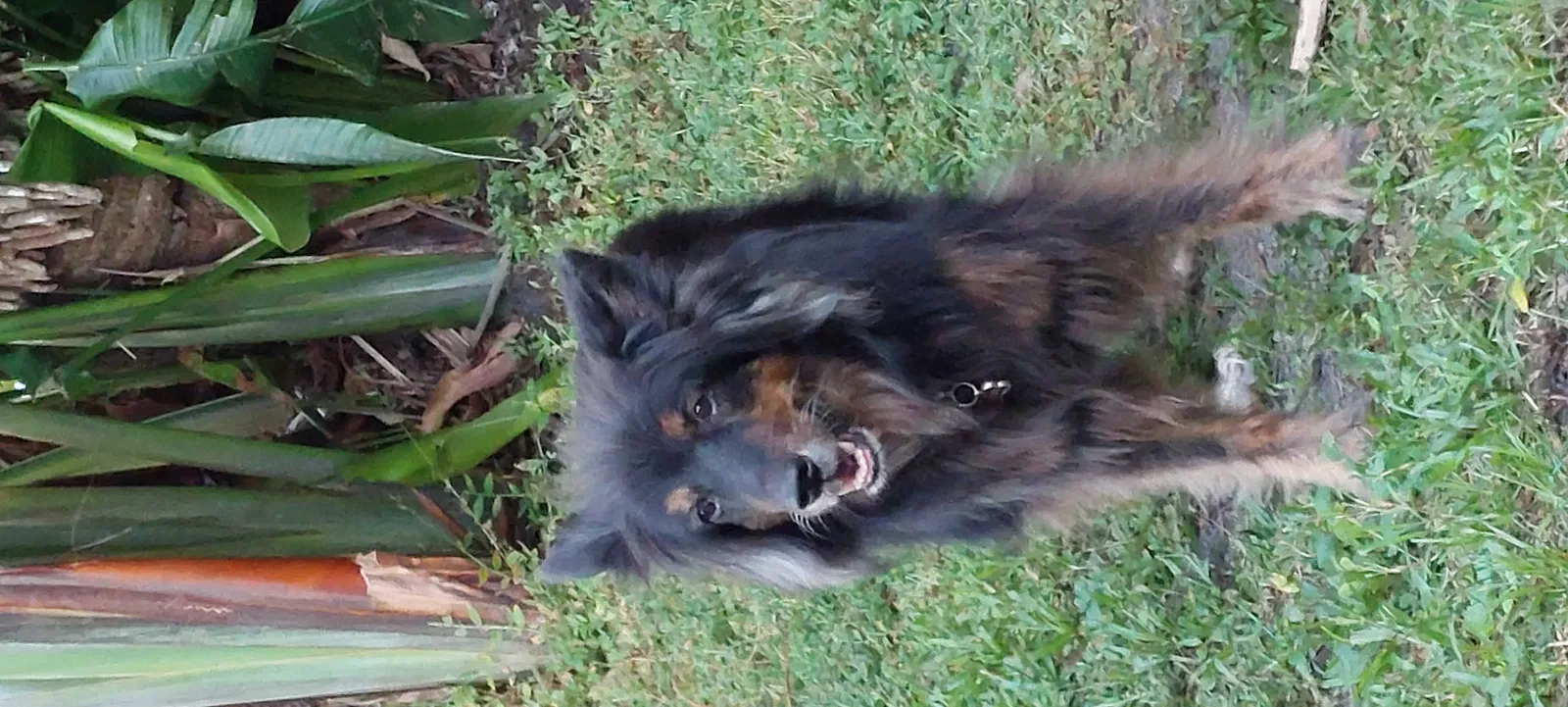 Lost dog in Estero, FL, 33928