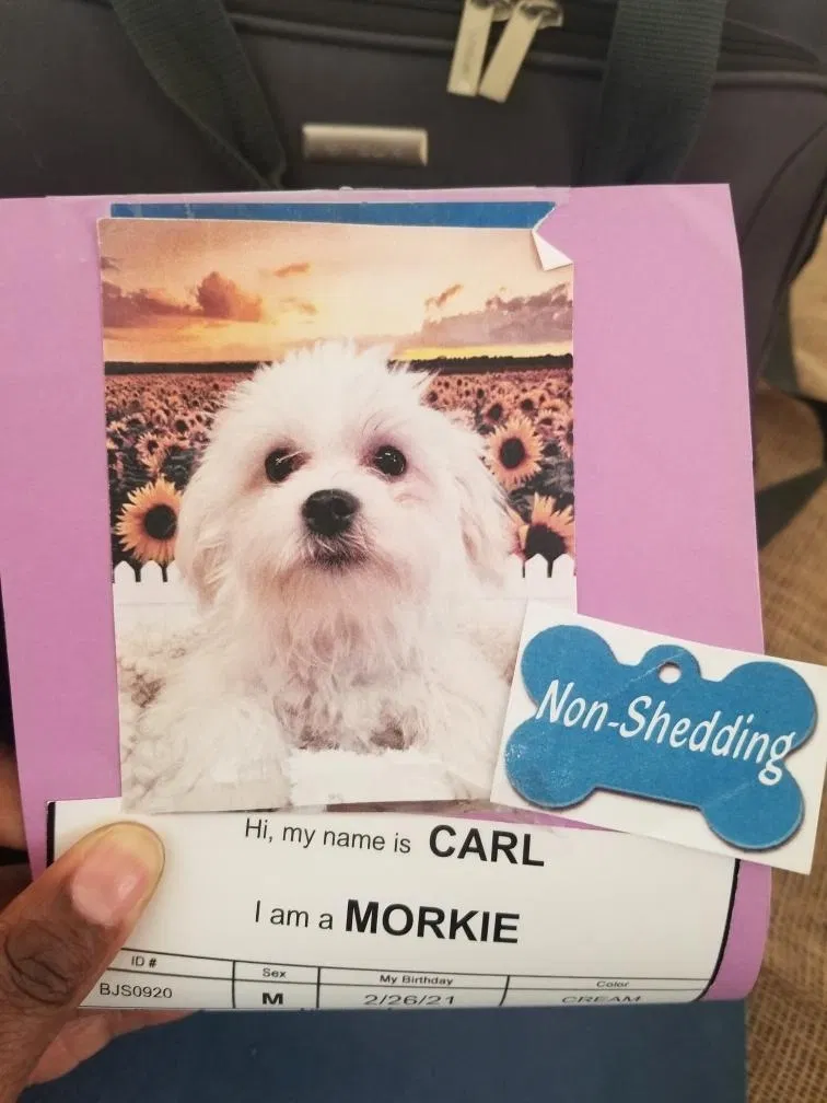 Lost dog in Groton, CT, 6340