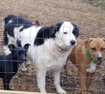 Lost dog in Odem, TX, 78370