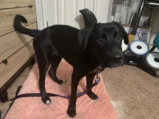 Lost dog in Belton, TX, 76513