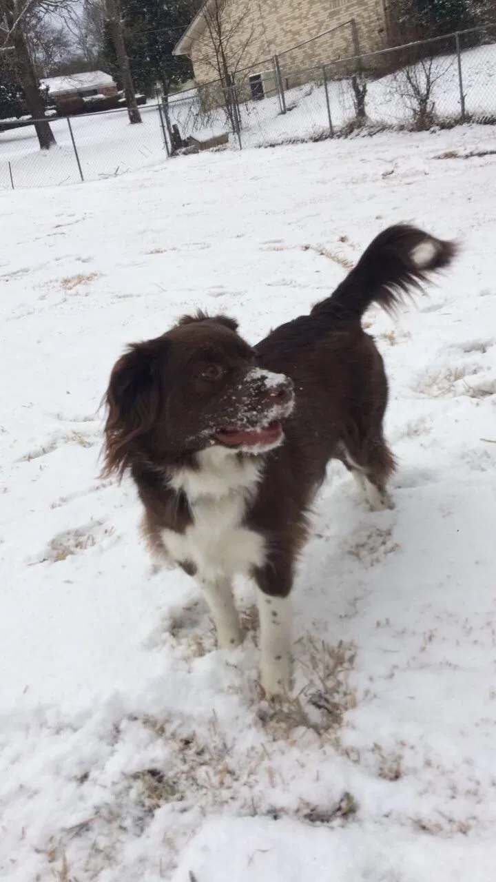 Lost dog in Longview, TX, 75605