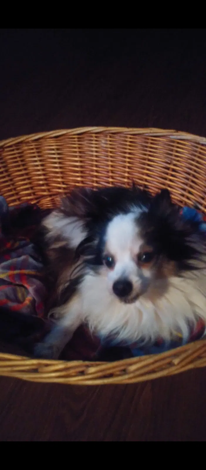 Lost dog in West Palm Beach, FL, 33411