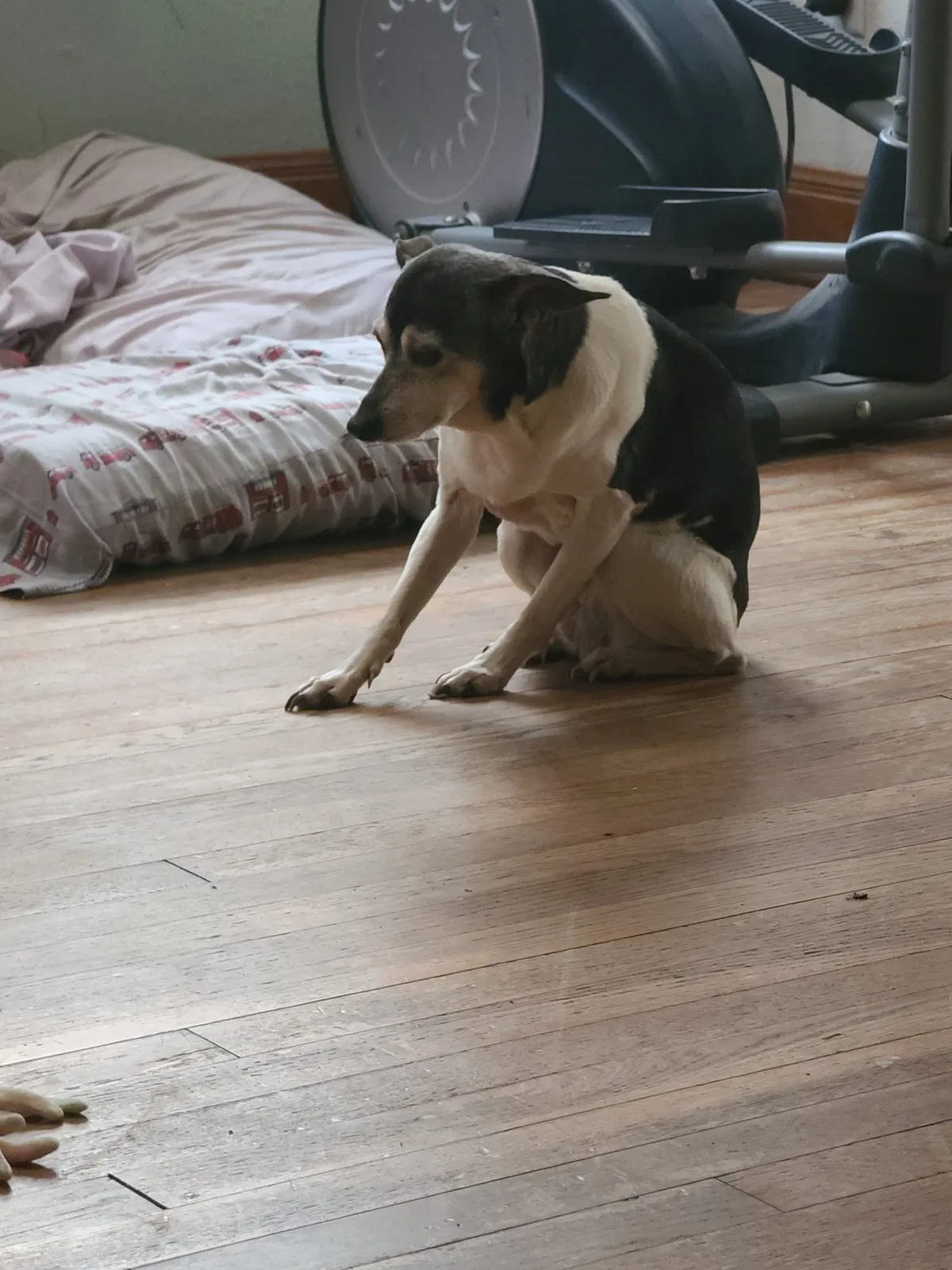 Lost dog in Rosenberg, TX, 77471