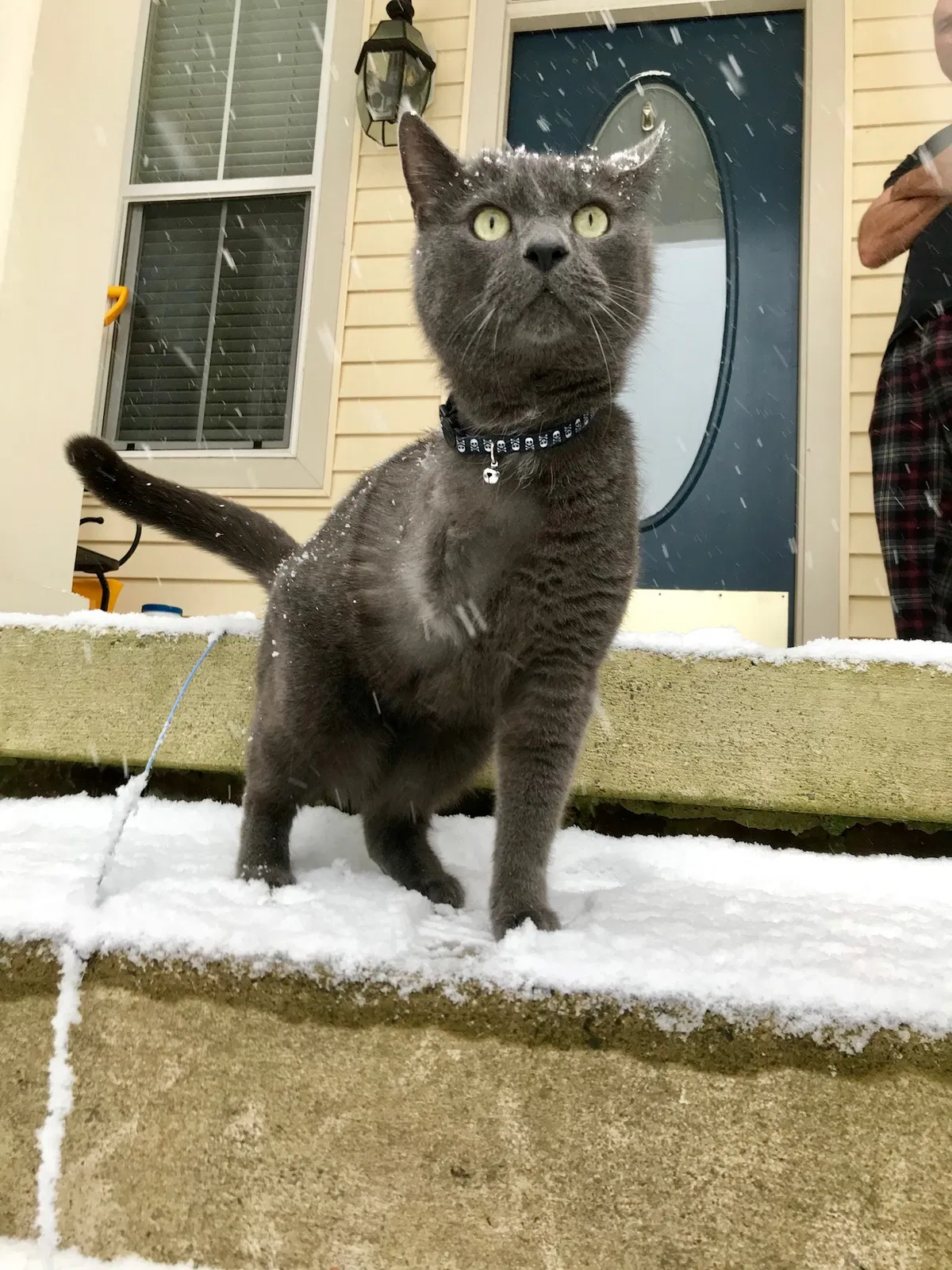 Lost cat in Philadelphia, PA, 19147