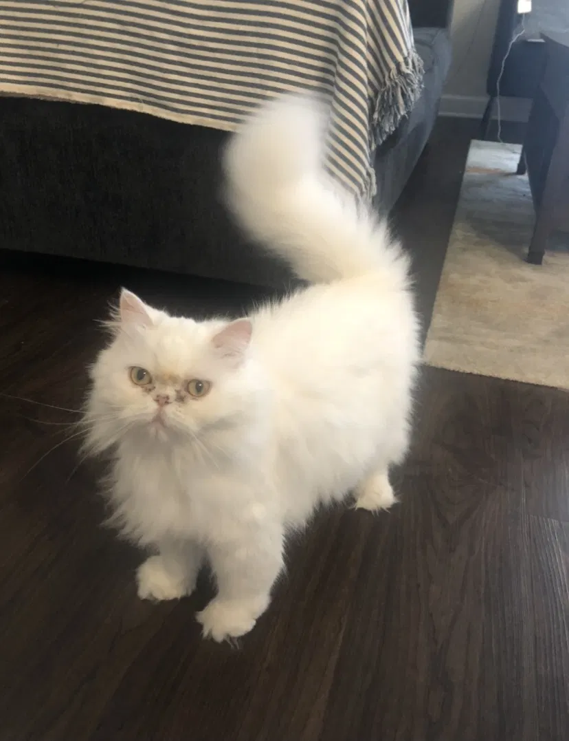 Lost cat in Jacksonville, FL, 32225