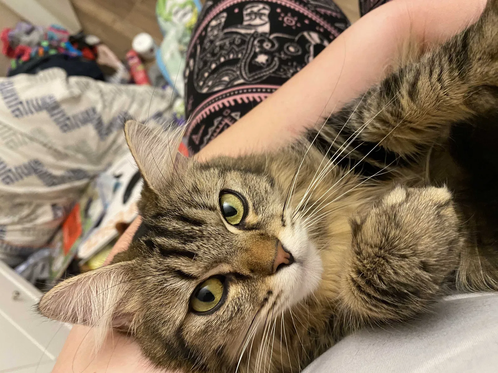 Lost cat in Glendale, AZ, 85301