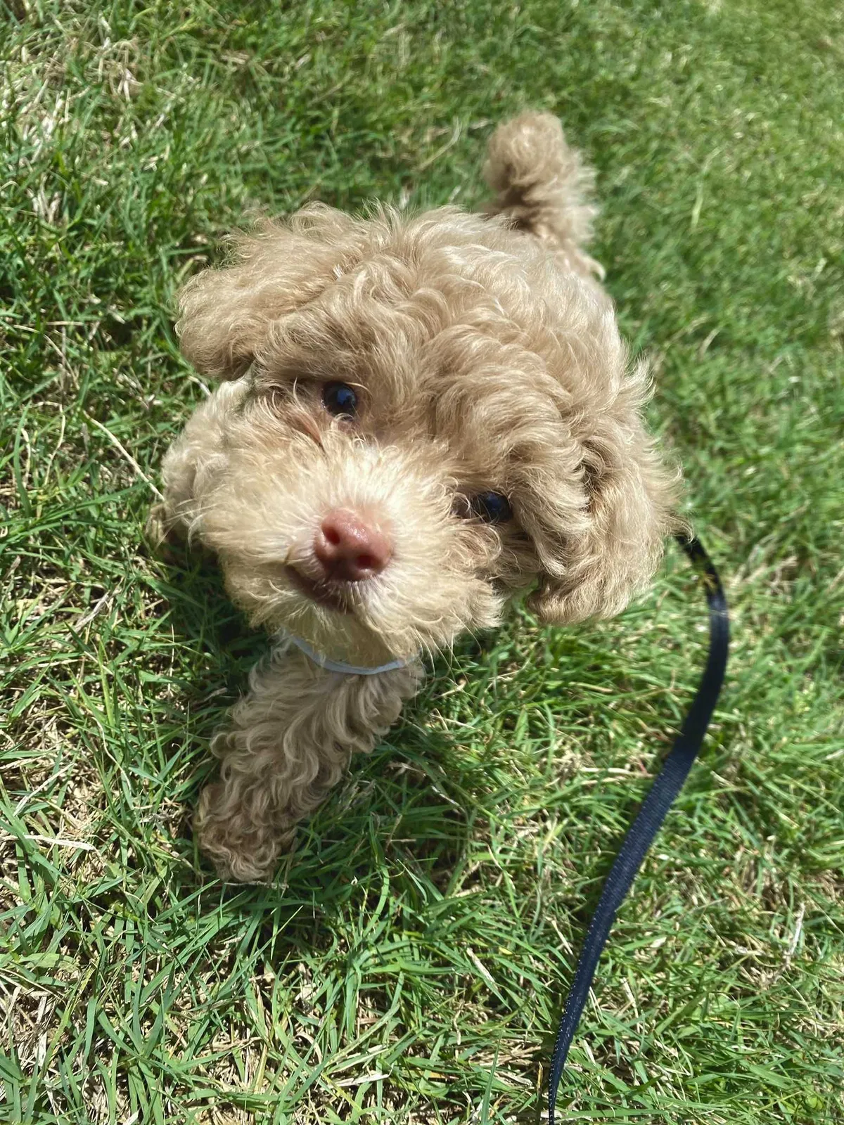 Lost dog in Unknown, GA, 0