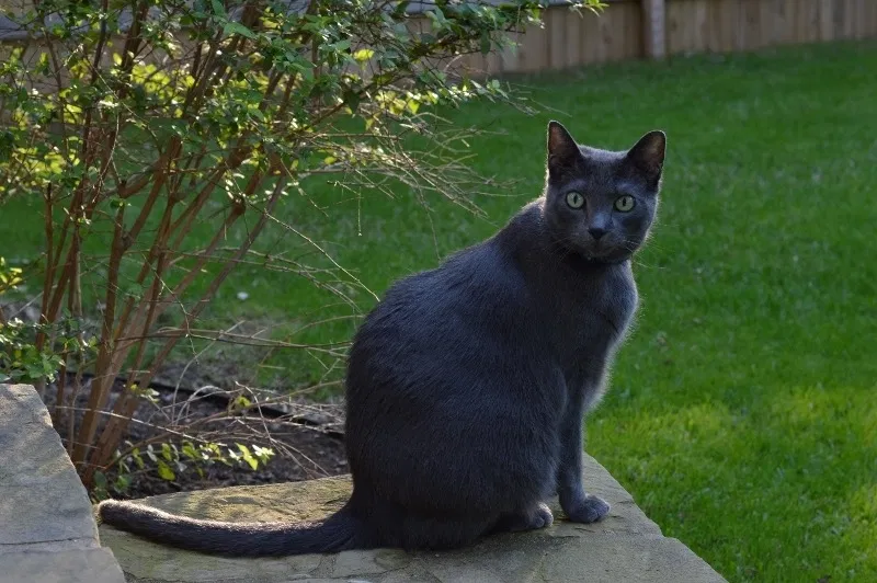 Lost cat in Cedar Park, TX, 78613