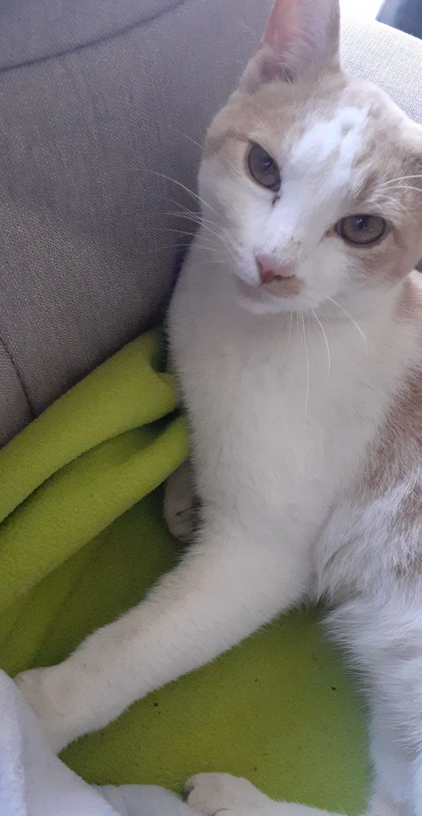Lost cat in El Monte, CA, 91732