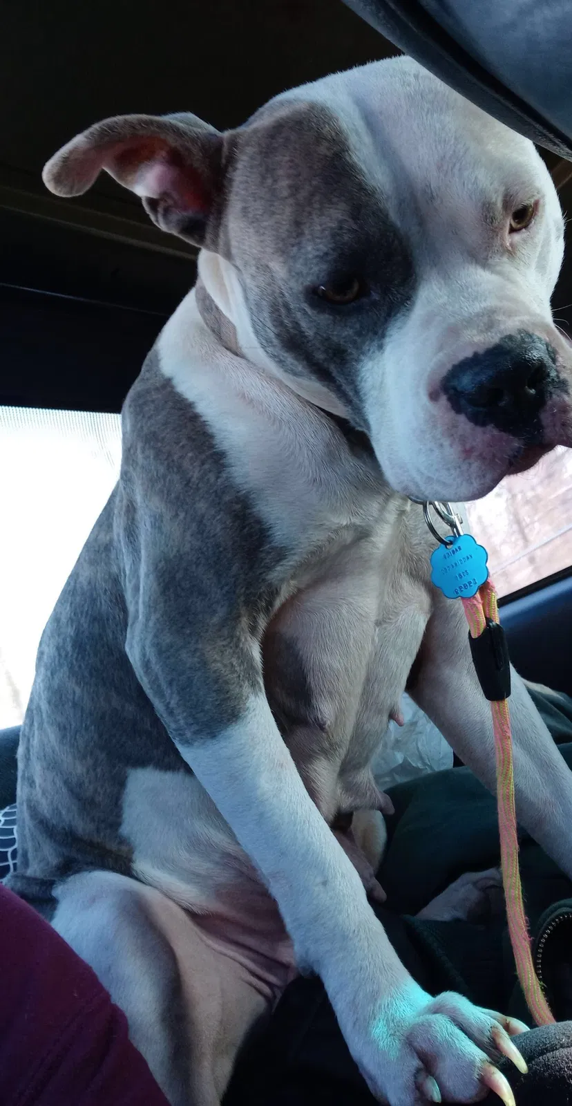 Lost dog in Benton, AR, 72015