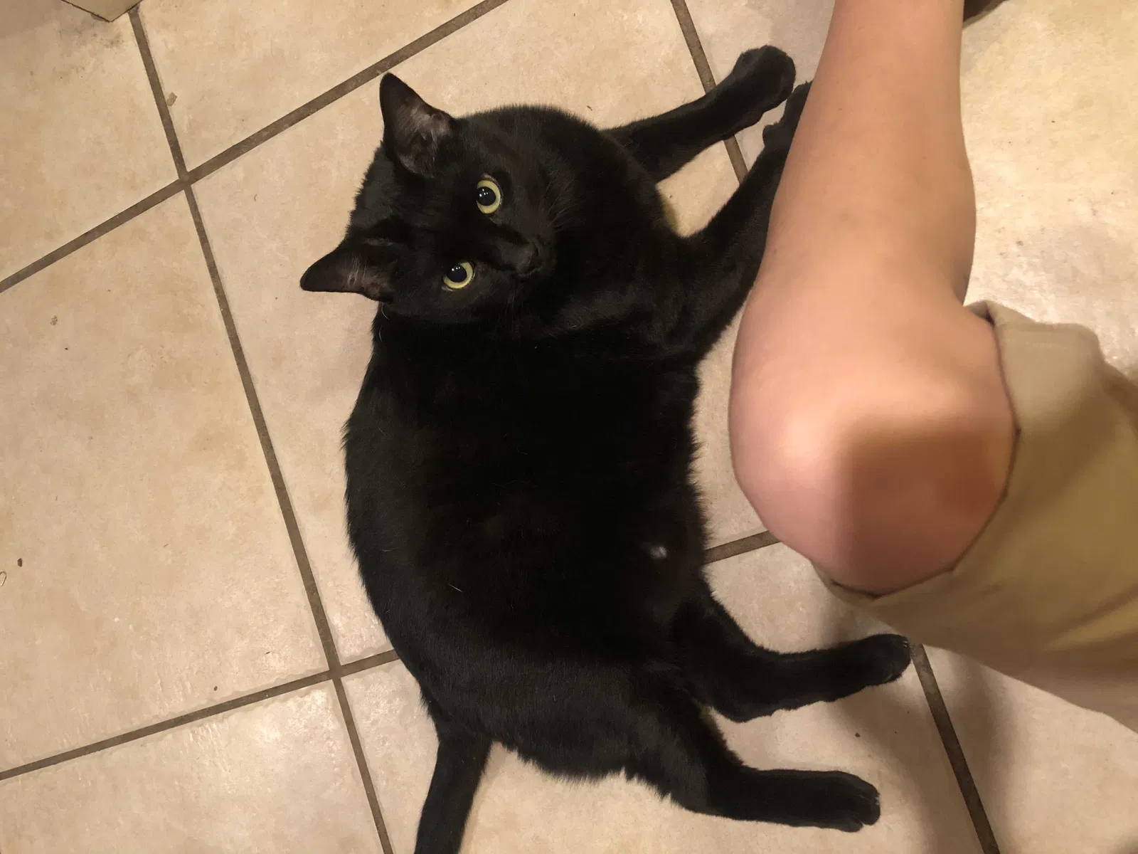 Lost cat in Palm Bay, FL, 32905