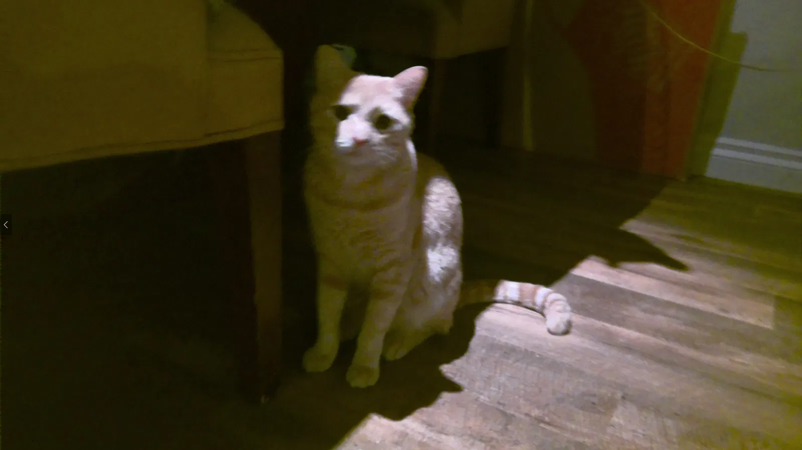 Lost cat in Trabuco Canyon, CA, 92678