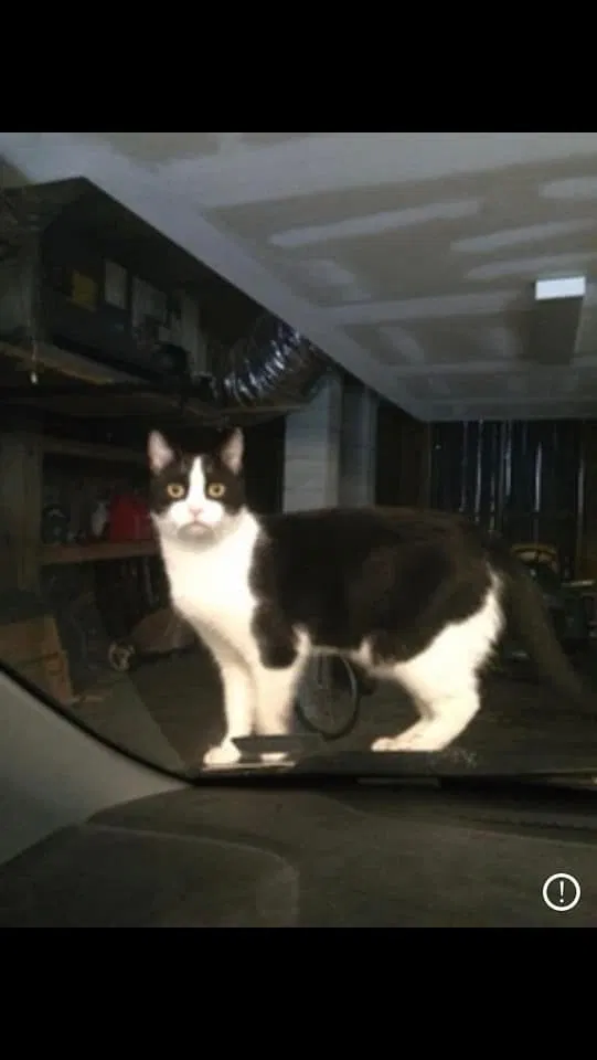Lost cat in Mount Pleasant, SC, 29464