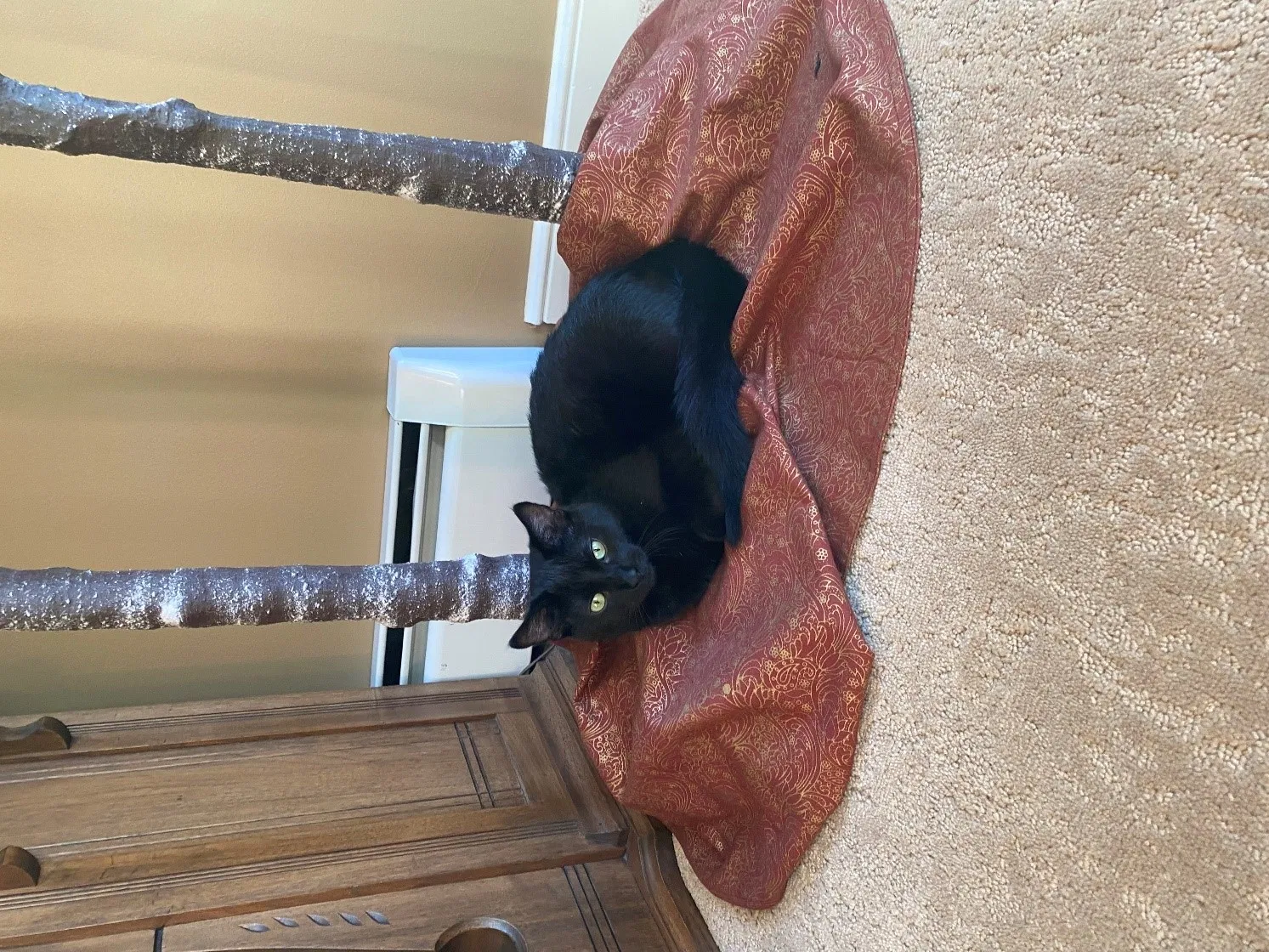 Lost cat in Forest Lake, MN, 55025