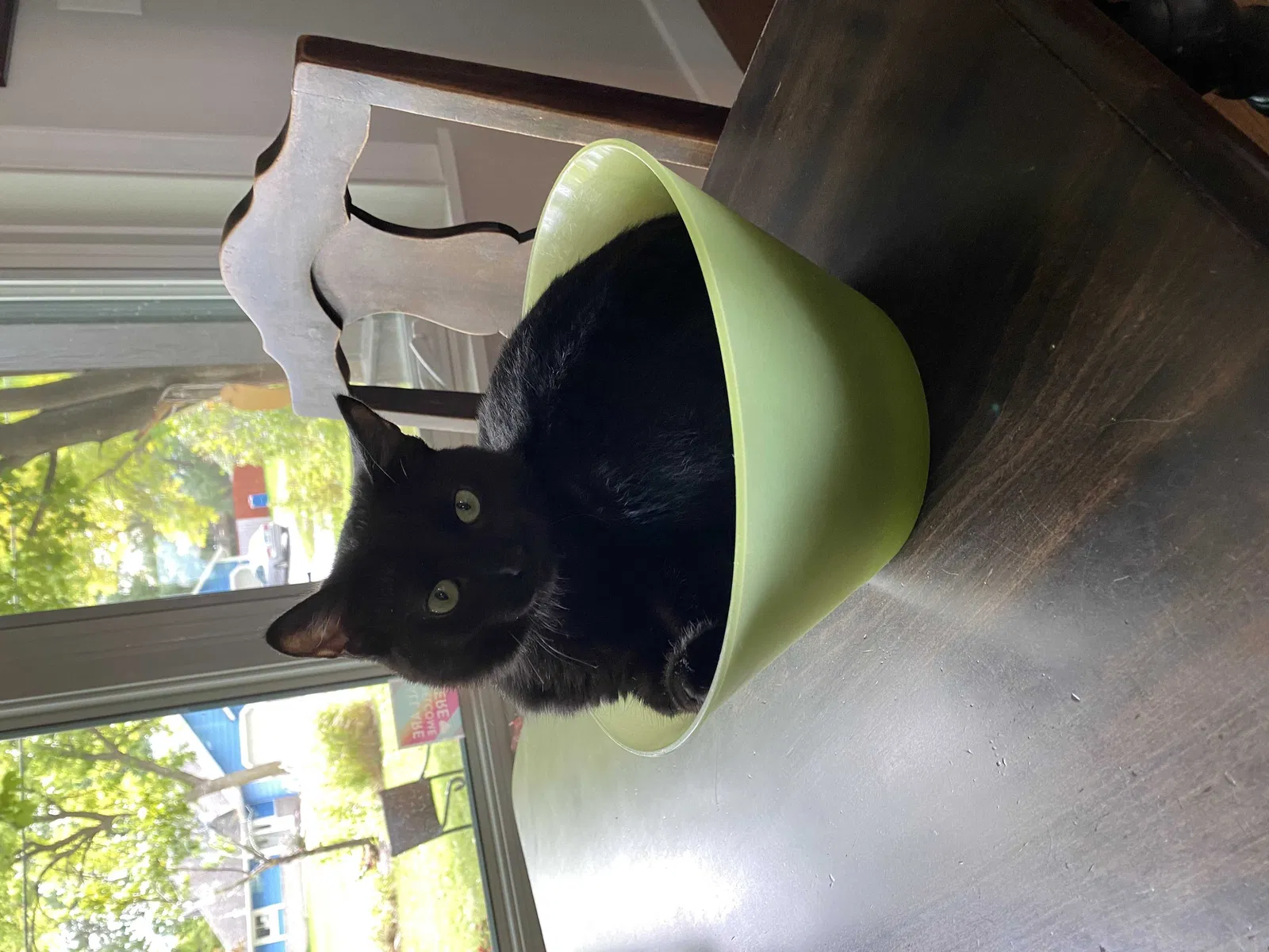 Lost cat in Forest Lake, MN, 55025