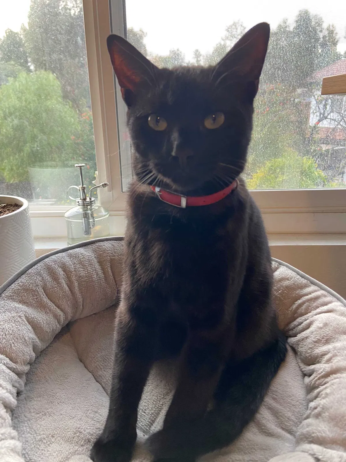 Lost cat in Temecula, CA, 92592