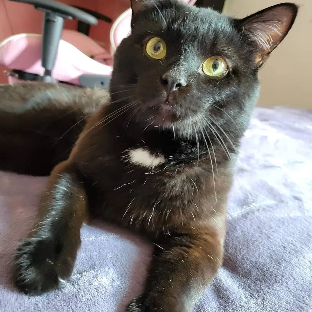 Lost cat in West Chester, OH, 45069