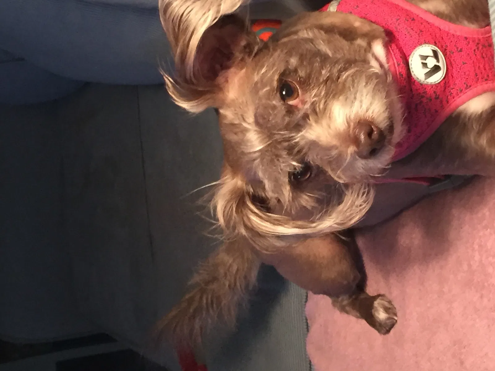 Lost dog in Unknown, SC, 0