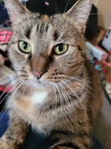 Lost cat in Allegan, MI, 49010