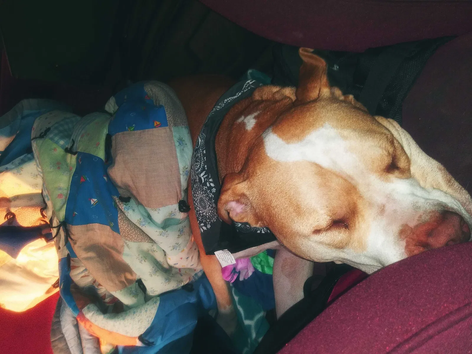 Lost dog in Salt Lake City, UT, 84119
