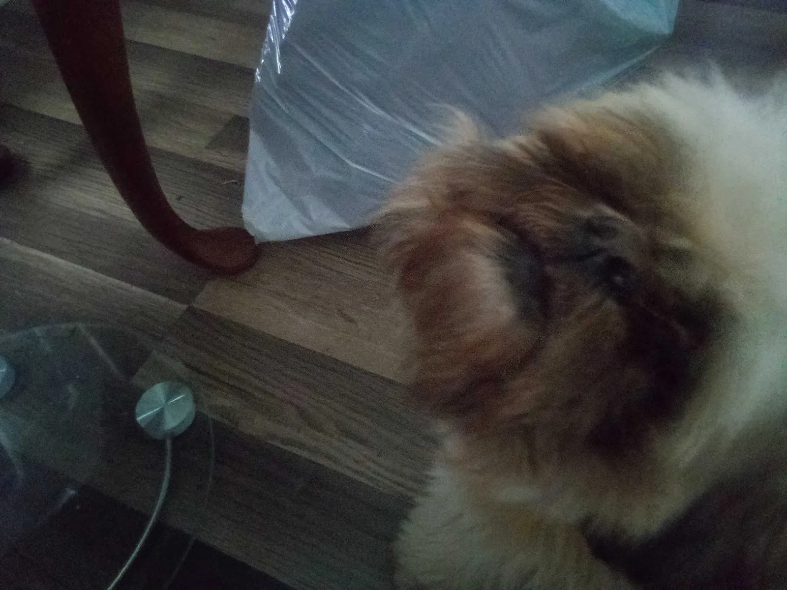 Lost dog in Palm Beach Gardens, FL, 33410