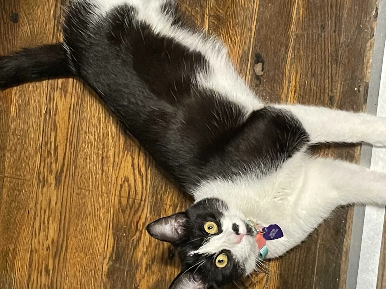 Lost cat in Winston Salem, NC, 27101