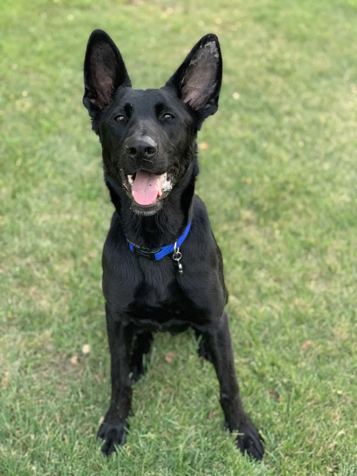Lost dog in El Dorado Hills, CA, 95762