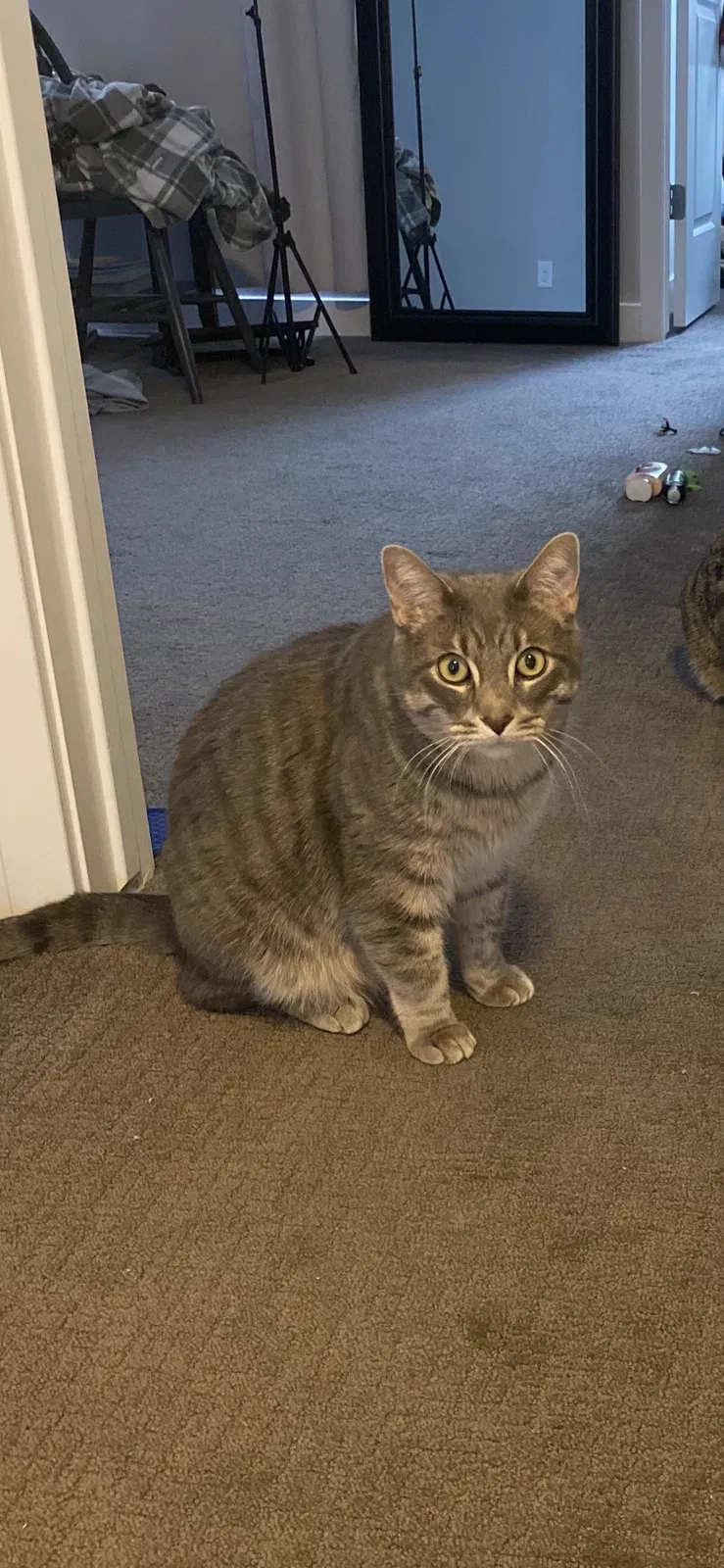 Lost cat in Unknown, UT, 84009