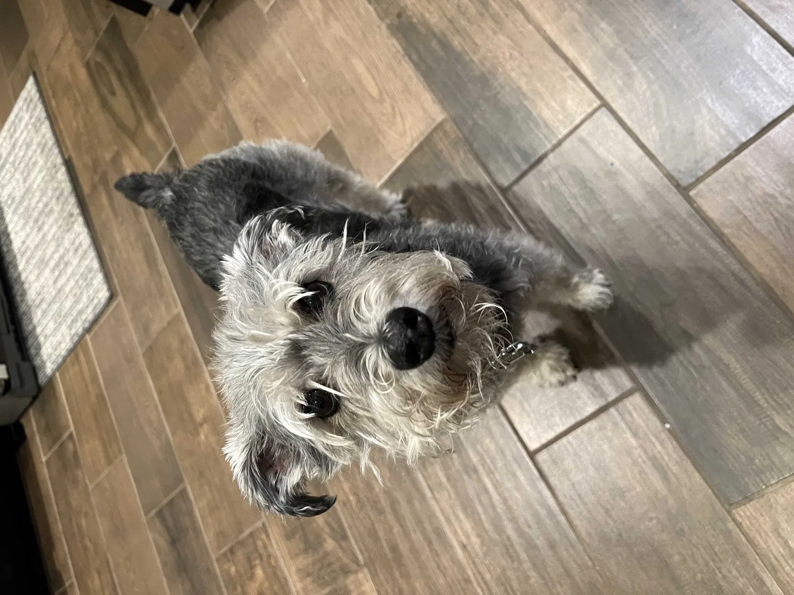 Lost dog in Rio Rancho, NM, 87144