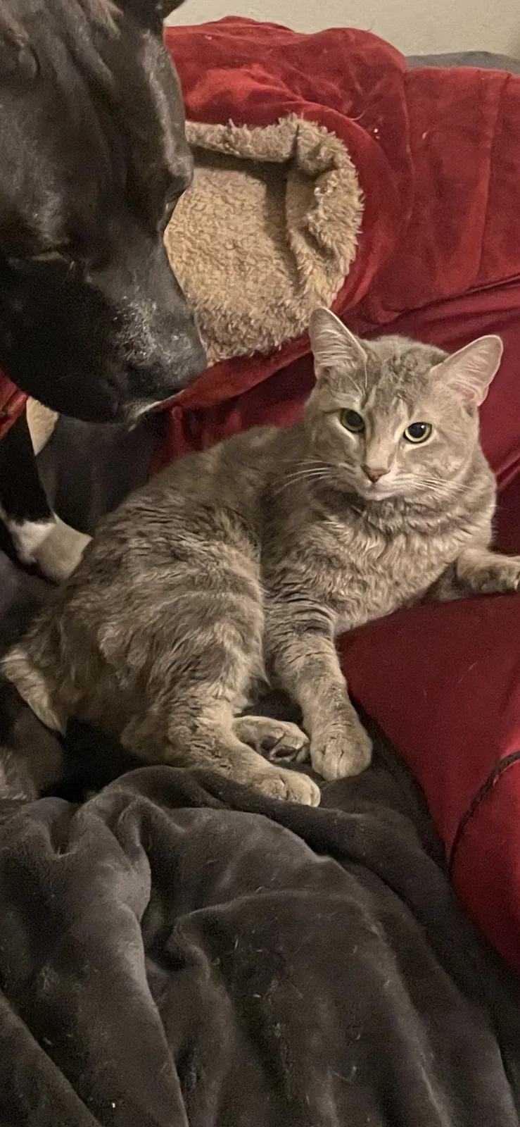 Lost cat in Colorado Springs, CO, 80918