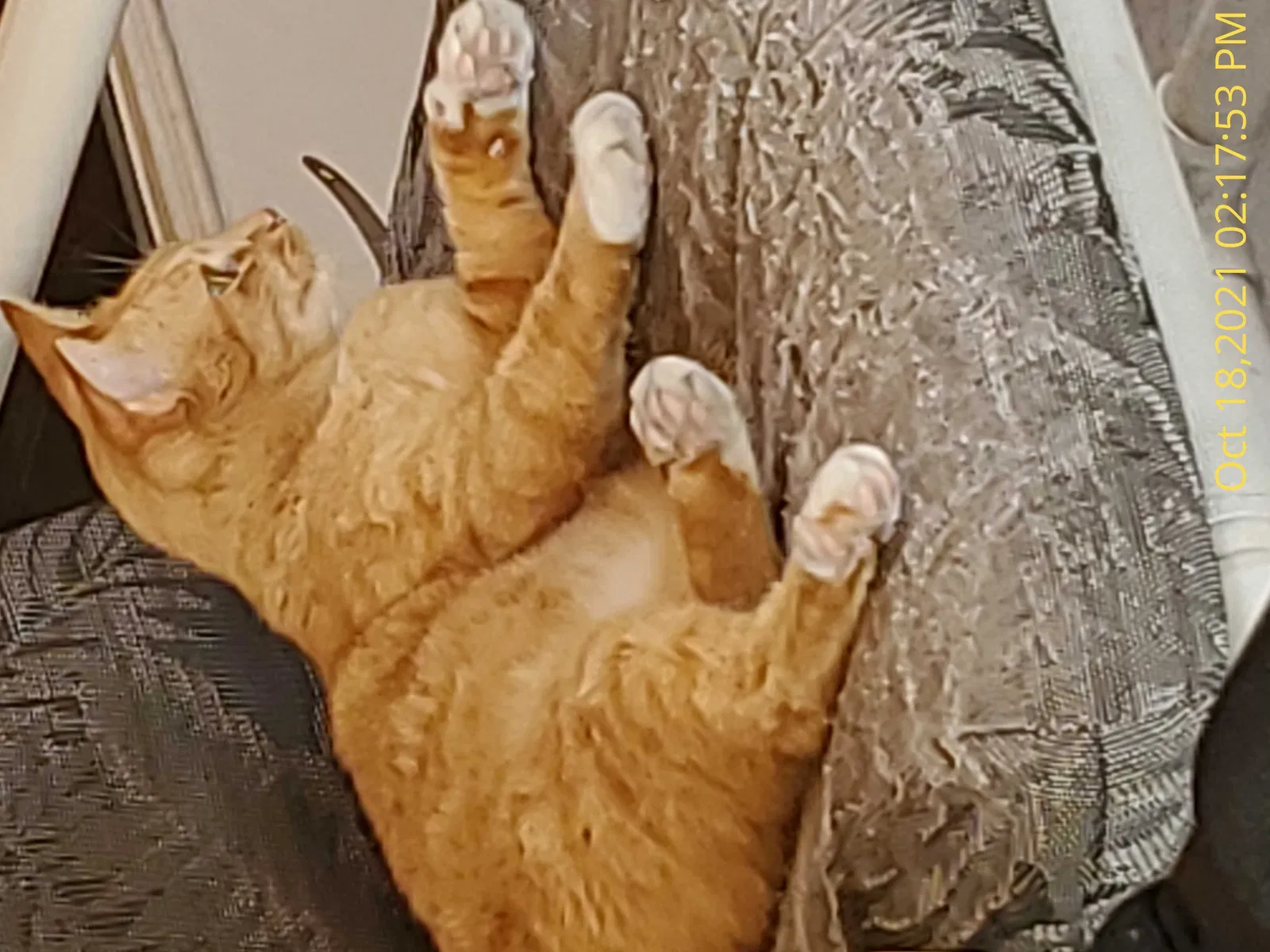 Lost cat in Deltona, FL, 32725