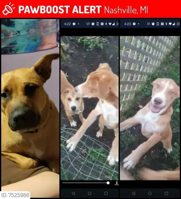 Lost dog in Nashville, MI, 49073