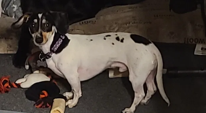 Lost dog in Deland, FL, 32720