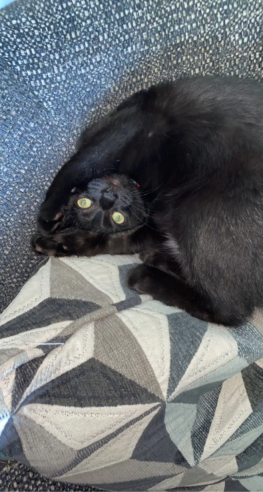 Lost cat in Forest Lake, MN, 55025
