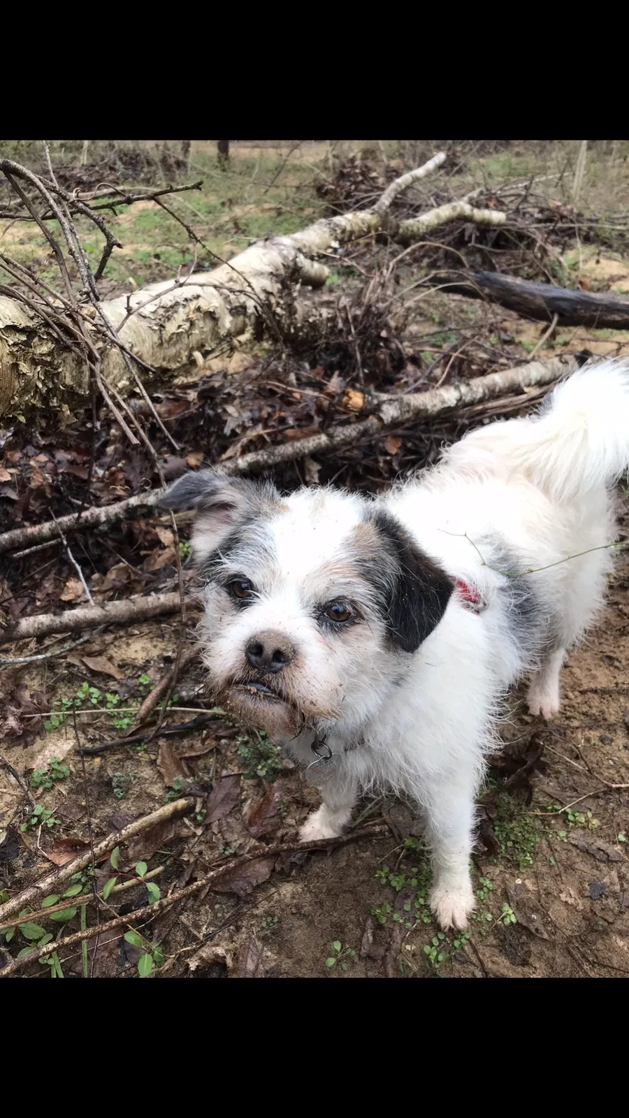 Lost dog in Ramseur, NC, 27316
