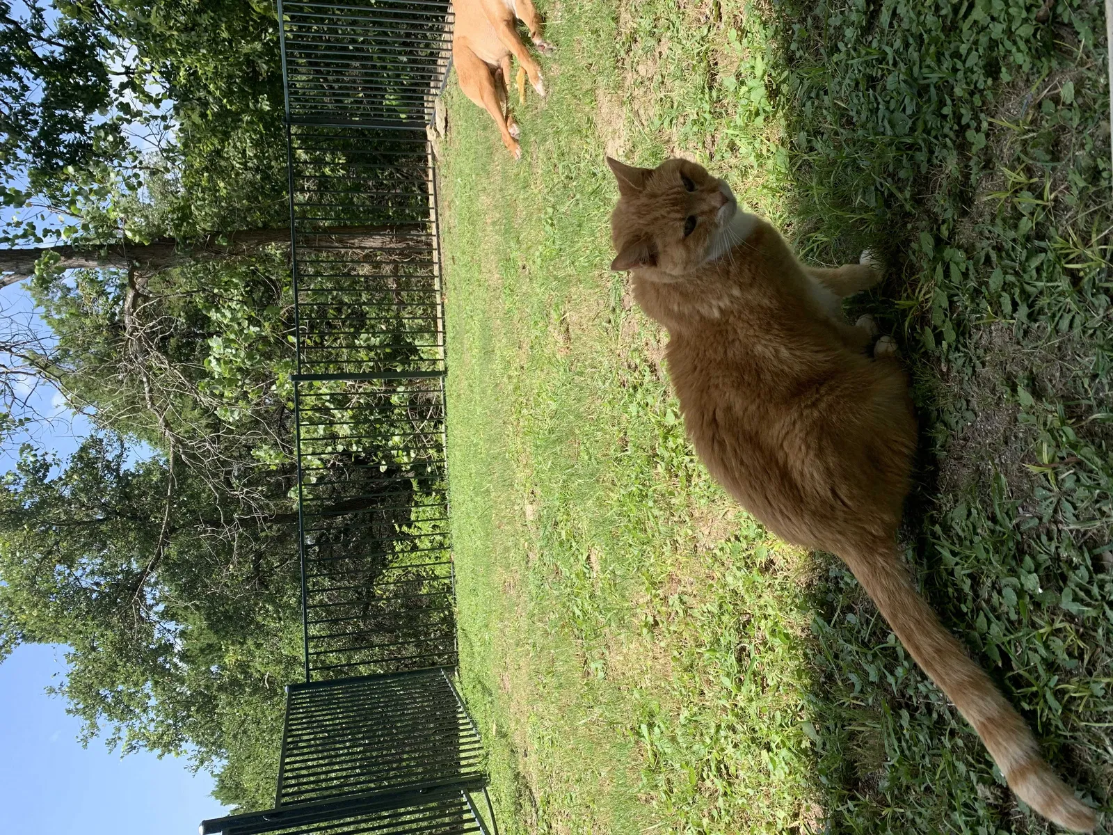 Lost cat in Austin, TX, 78736