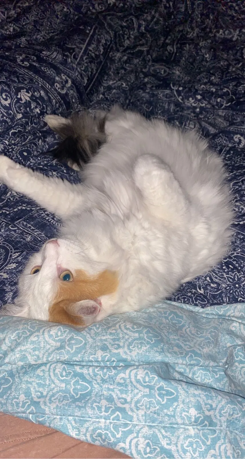 Lost cat in Albuquerque, NM, 87114