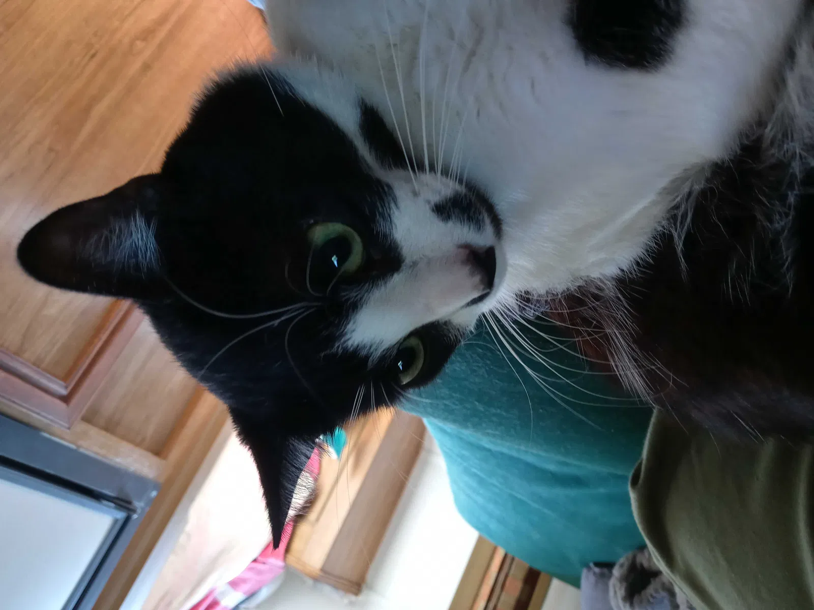 Lost cat in Hesperia, MI, 49421