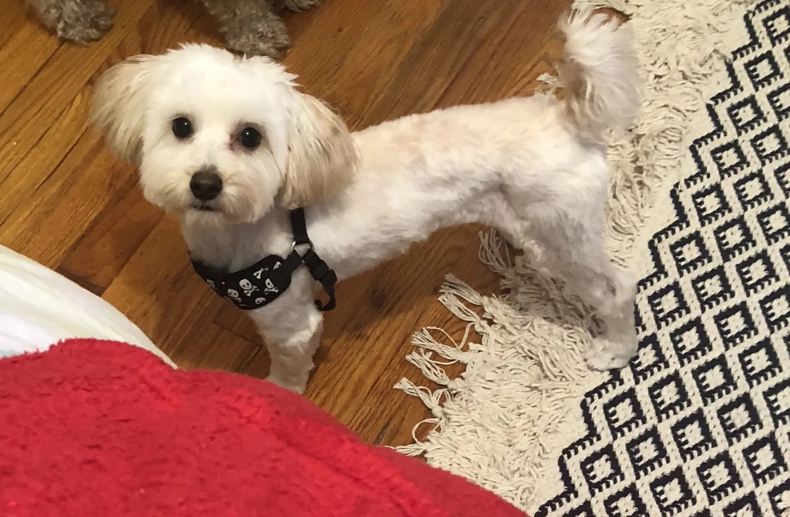 Lost dog in Saint Louis, MO, 63114