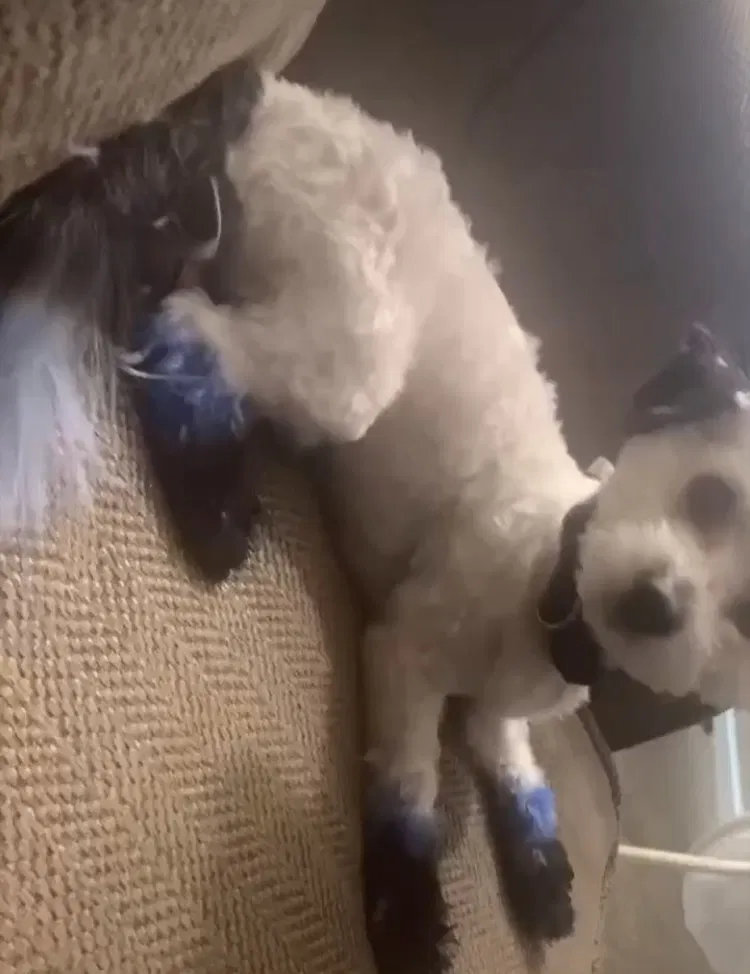 Lost dog in Pleasant Grove, AL, 35127