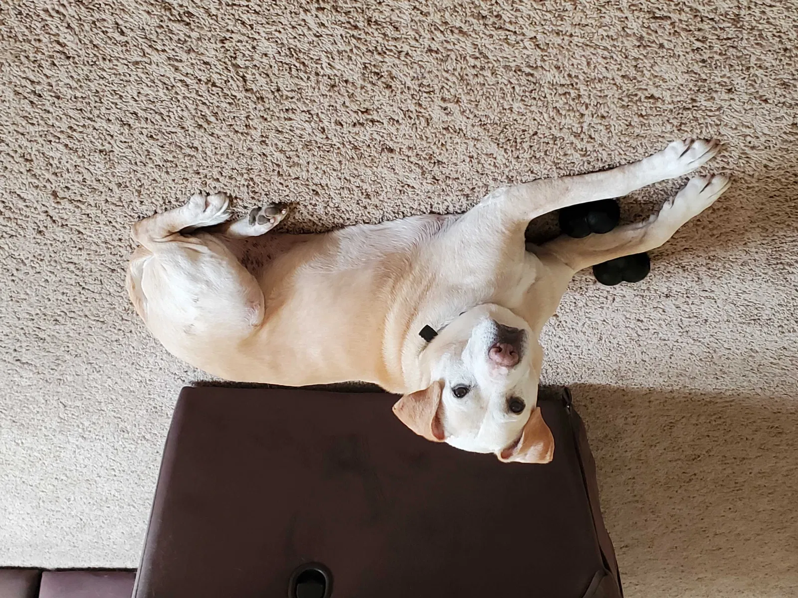 Lost dog in Foristell, MO, 63348