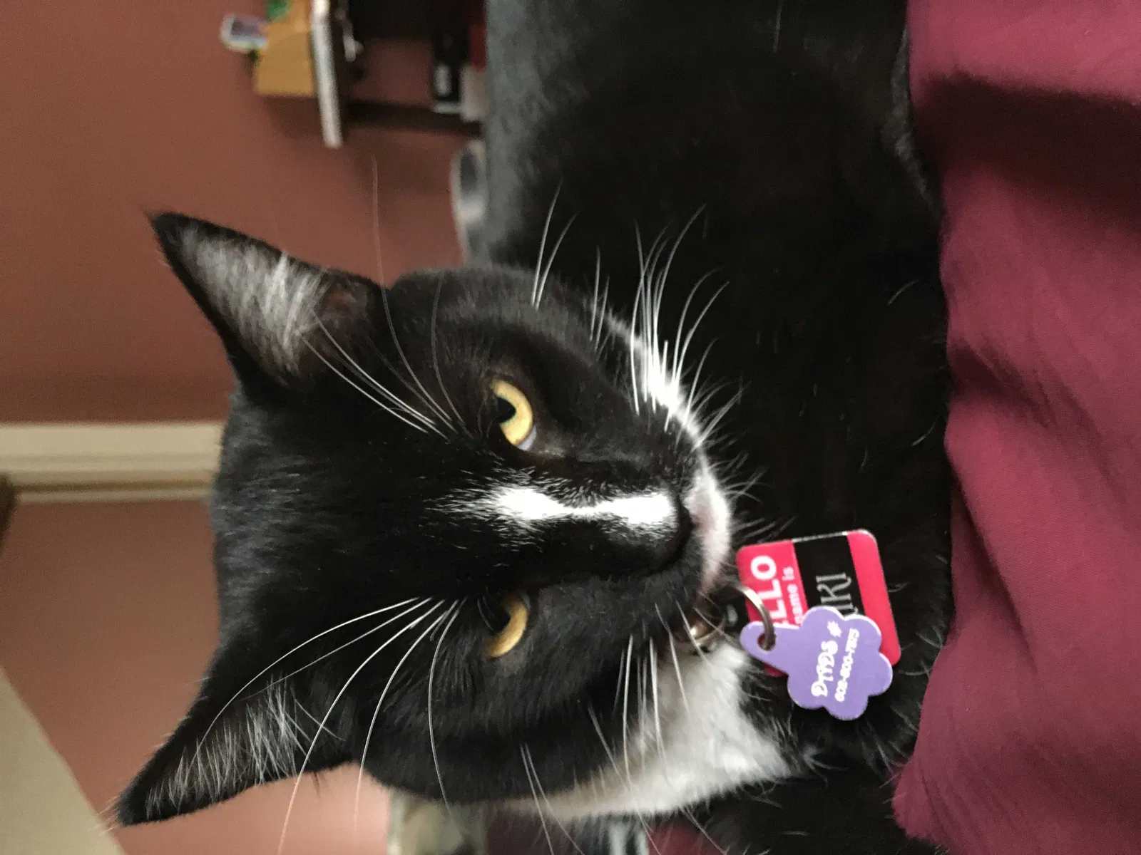 Lost cat in Mesa, AZ, 85207