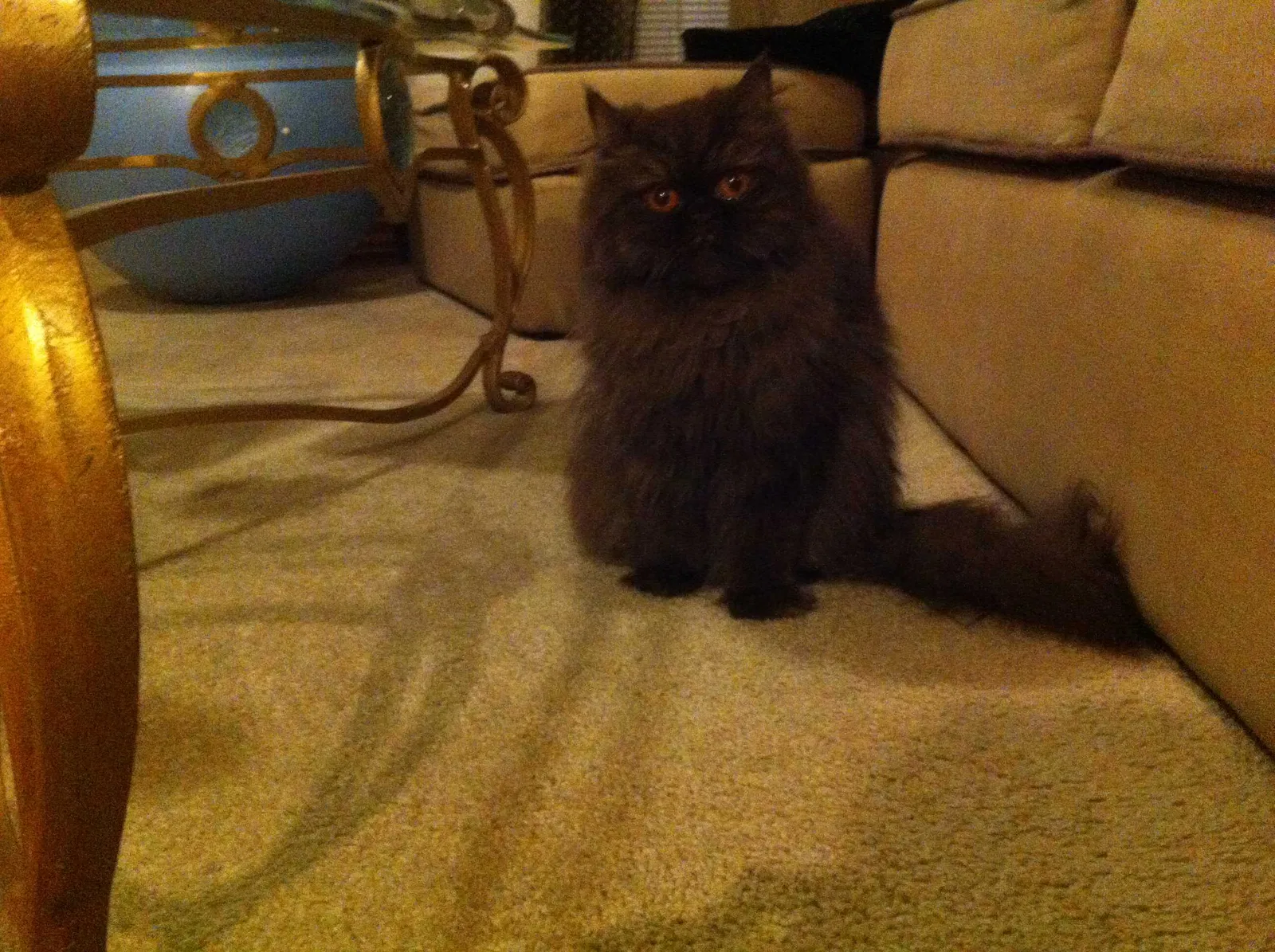 Lost cat in Cedar Hill, TX, 75104