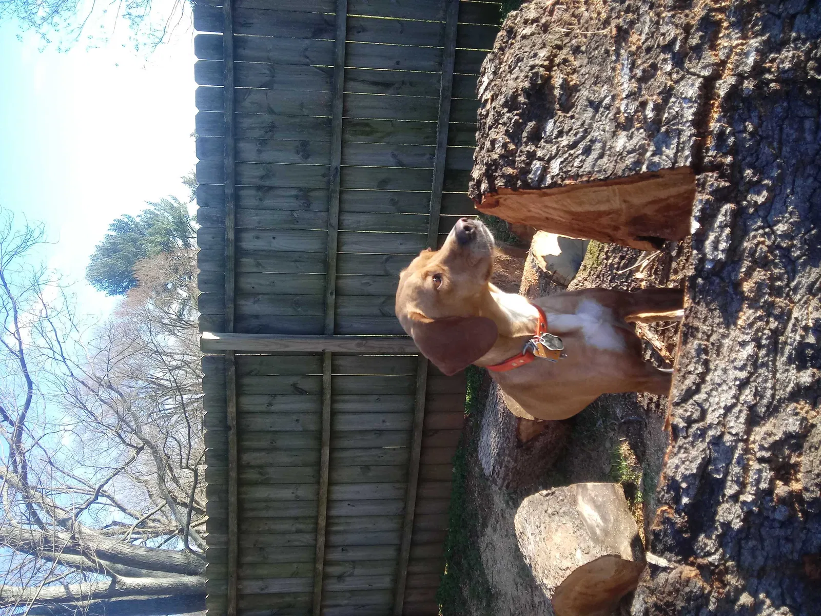 Lost dog in Greensboro, NC, 27410